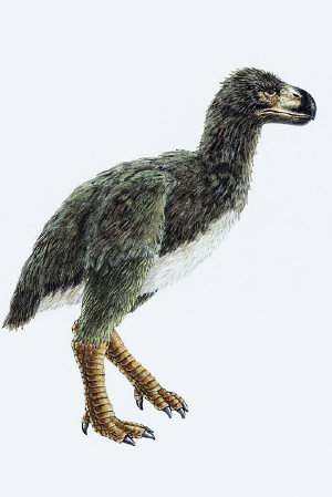 Gastornis