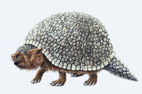 Glyptodont