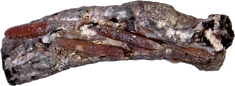 Belemnites
