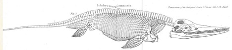 Ichthyosaur fossil
